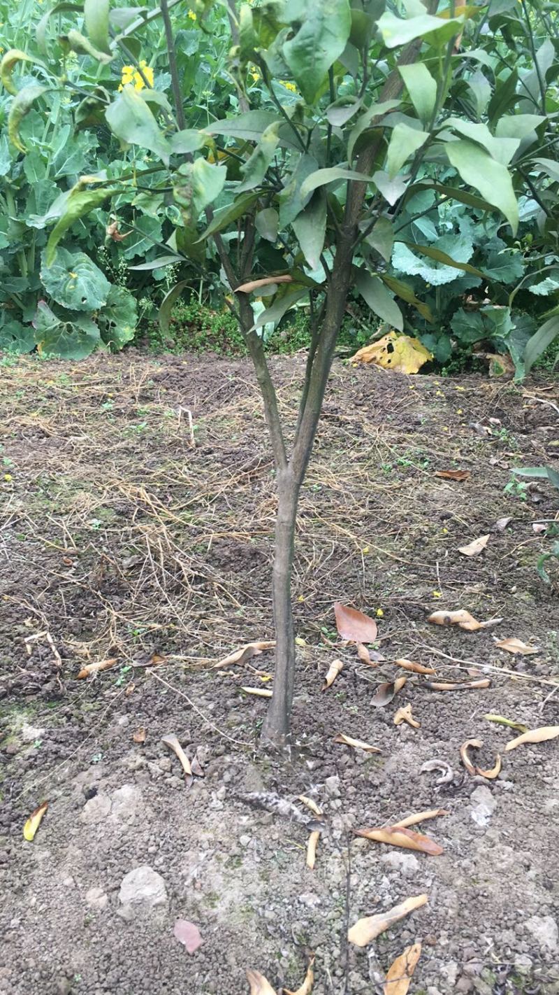 （好货）精品苗子基地直发爱沙由良大芬宫本。媛红