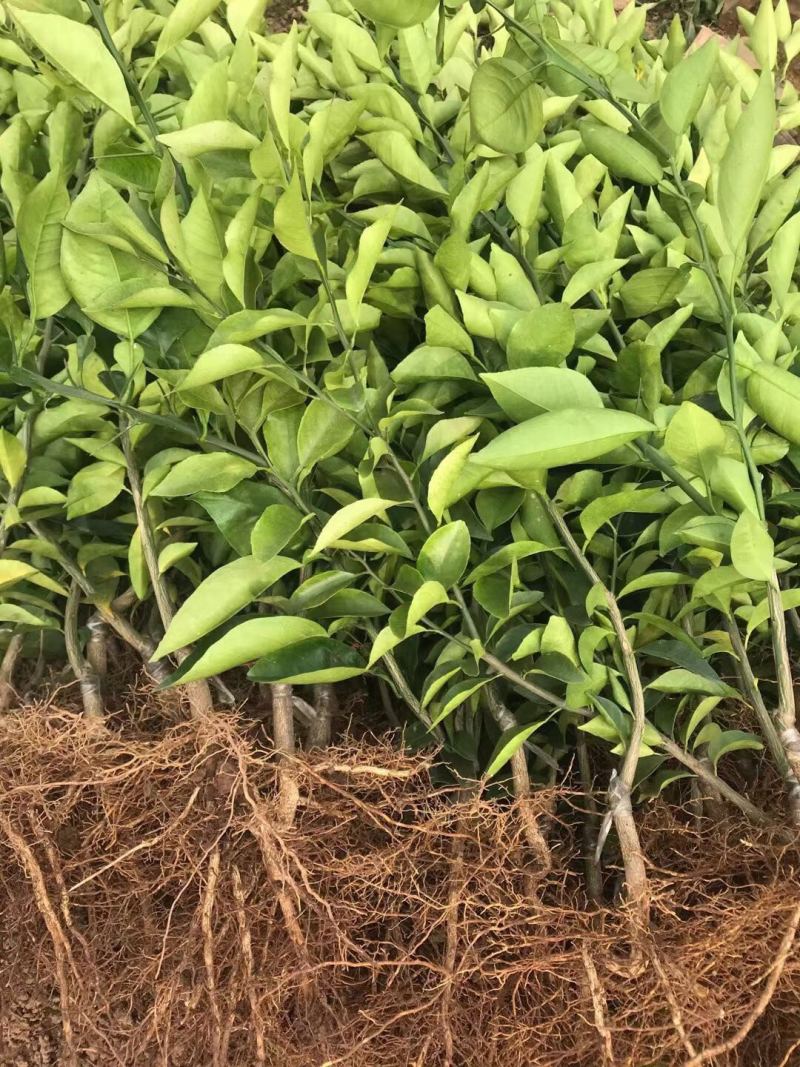 （好货）精品苗子基地直发爱沙由良大芬宫本。媛红
