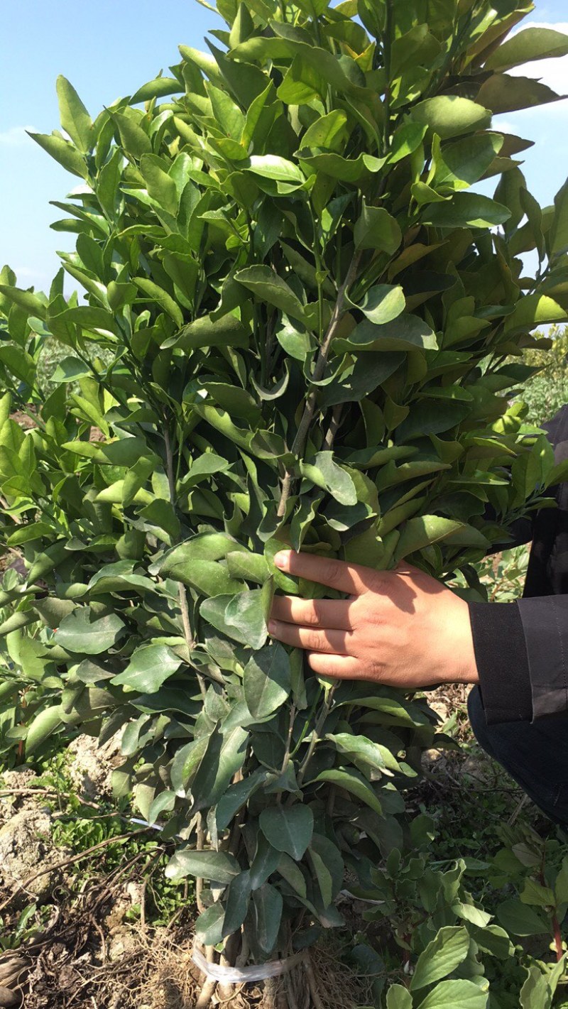 （好货）精品苗子基地直发爱沙由良大芬宫本。媛红