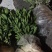 （好货）精品苗子基地直发爱沙由良大芬宫本。媛红
