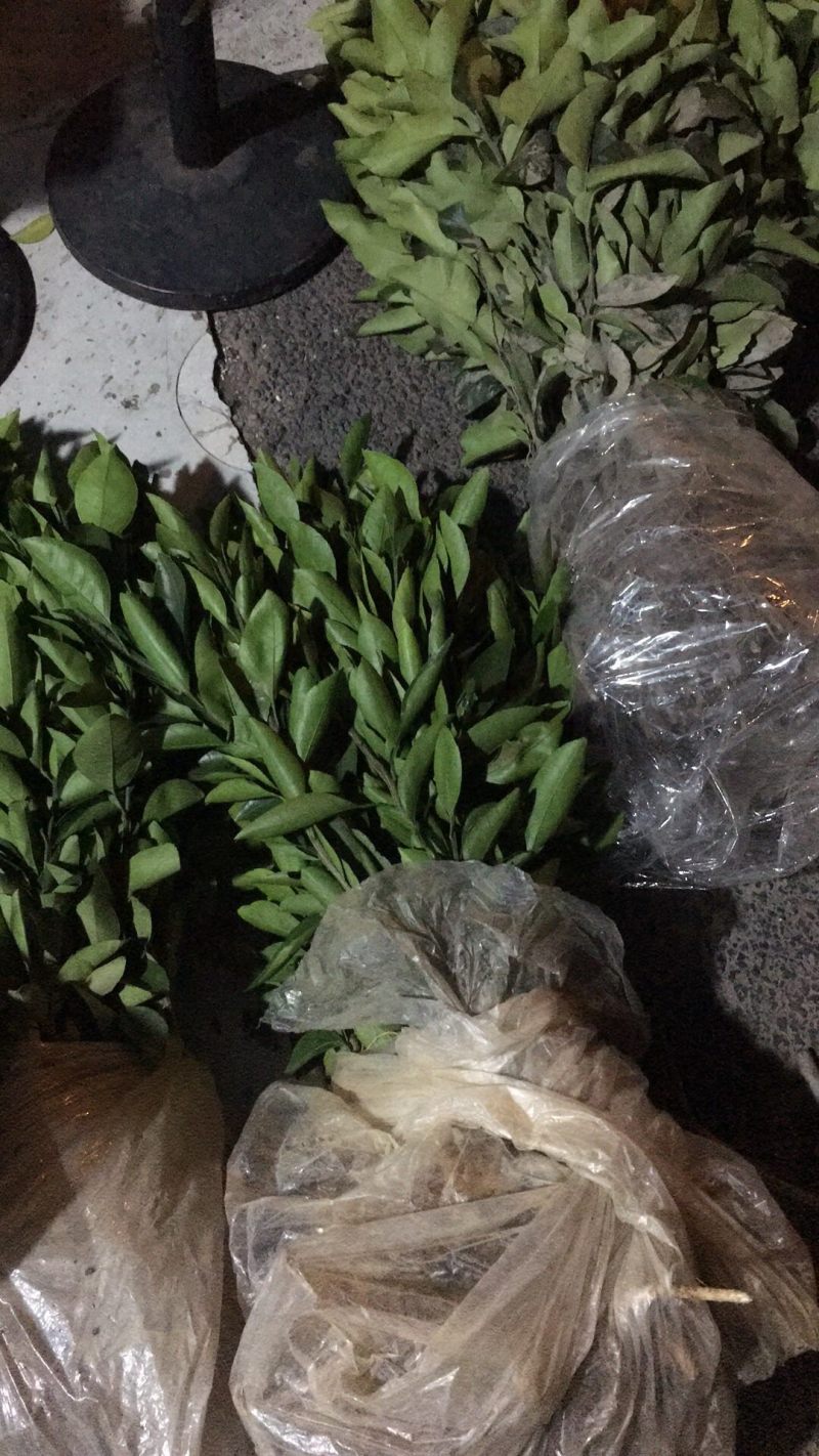 （好货）精品苗子基地直发爱沙由良大芬宫本。媛红