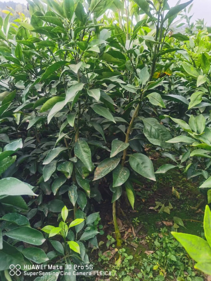（好货）精品苗子基地直发爱沙由良大芬宫本。媛红