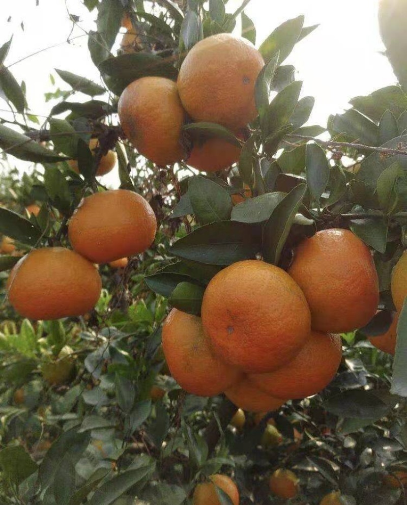 （好货）精品苗子基地直发爱沙由良大芬宫本。媛红