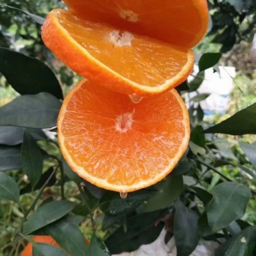 （好货）精品苗子基地直发爱沙由良大芬宫本。媛红