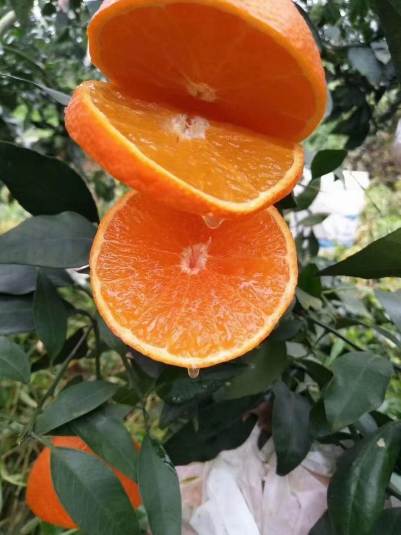 （好货）精品苗子基地直发爱沙由良大芬宫本。媛红