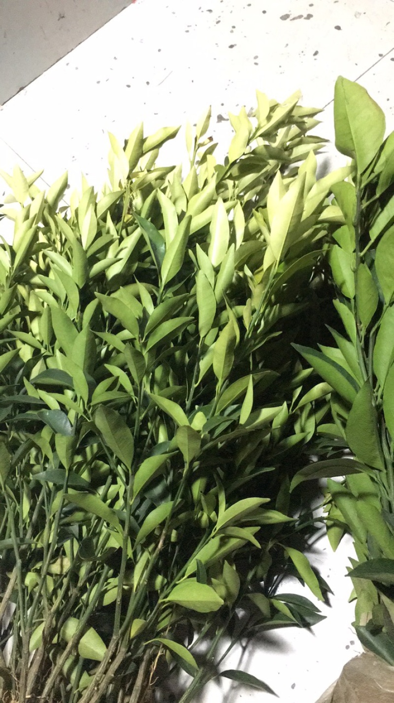 （好货）精品苗子基地直发爱沙由良大芬宫本。媛红