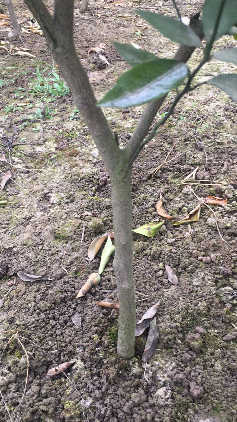 （好货）精品苗子基地直发爱沙由良大芬宫本。媛红