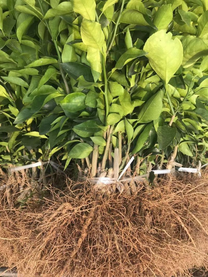 （好货）精品苗子基地直发爱沙由良大芬宫本。媛红