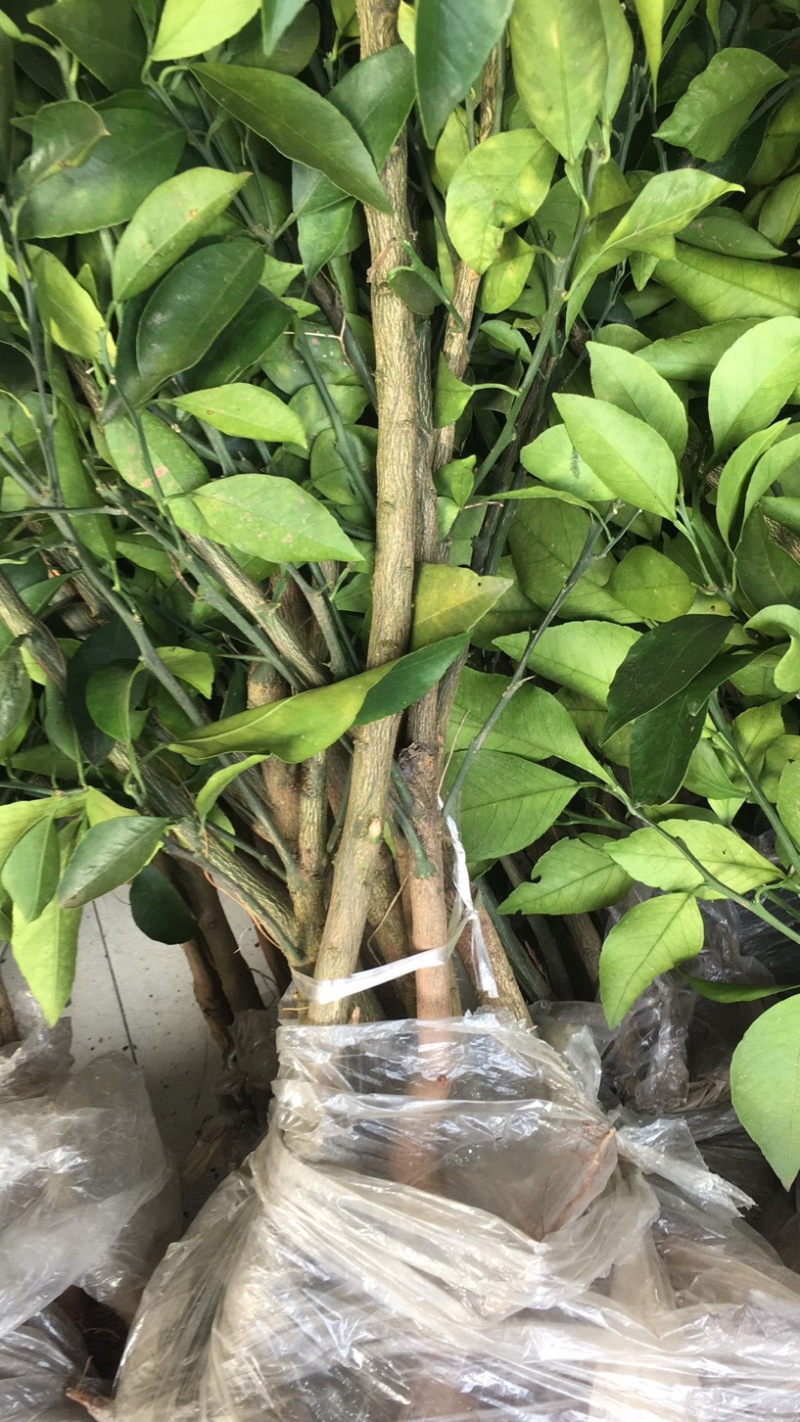 （推荐）长叶香橙媛红。金秋碰柑沃柑春见爱缘