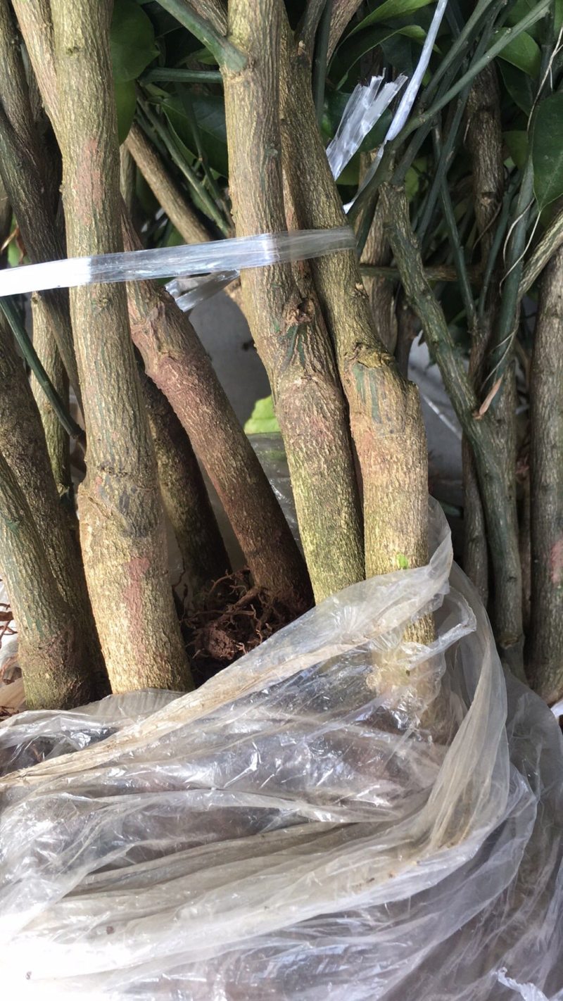 （推荐）长叶香橙媛红。金秋碰柑沃柑春见爱缘