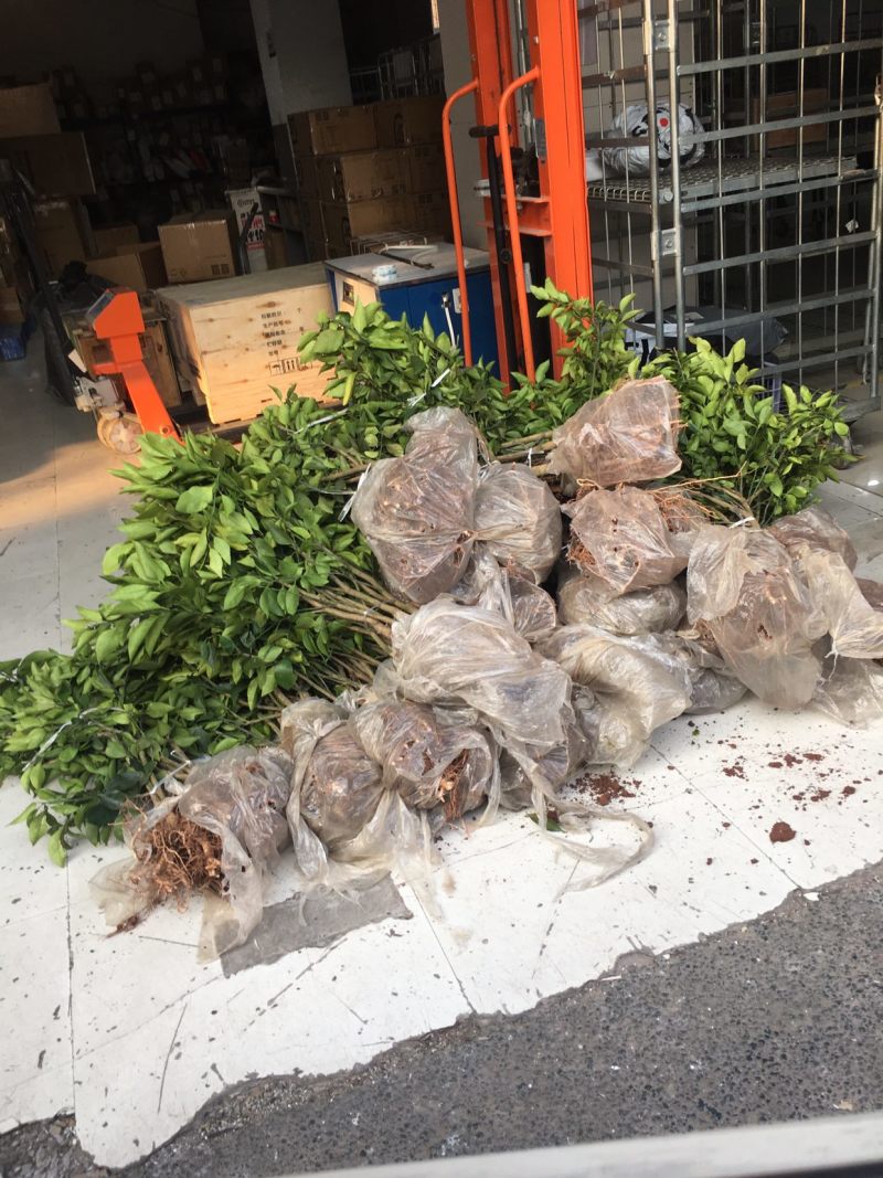 （推荐）长叶香橙媛红。金秋碰柑沃柑春见爱缘