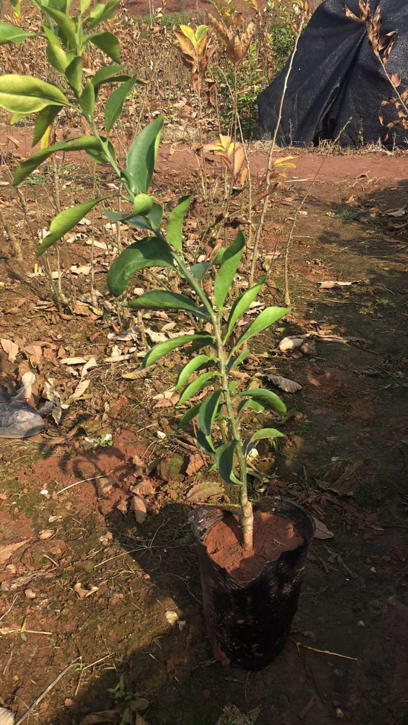 （推荐）长叶香橙媛红。金秋碰柑沃柑春见爱缘