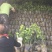 （推荐）长叶香橙媛红。金秋碰柑沃柑春见爱缘