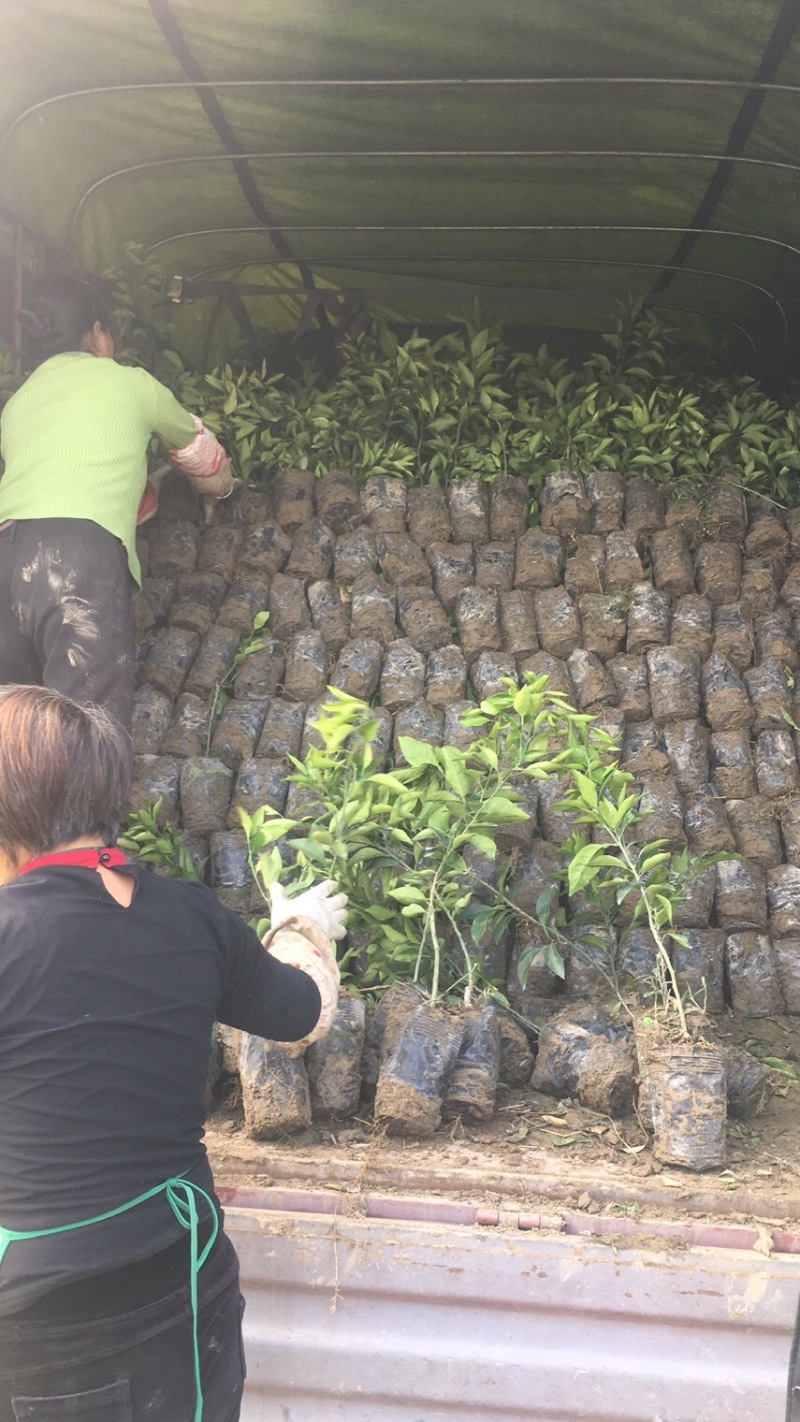 （推荐）长叶香橙媛红。金秋碰柑沃柑春见爱缘