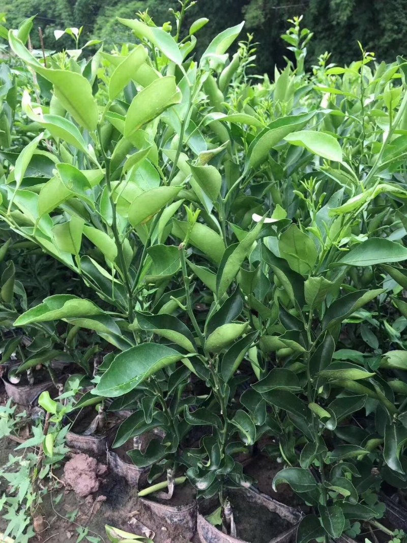 （推荐）长叶香橙媛红。金秋碰柑沃柑春见爱缘