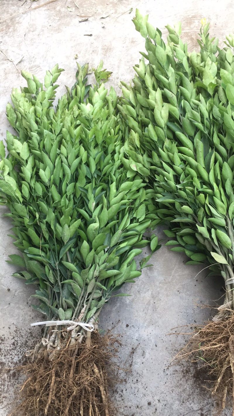 （推荐）长叶香橙媛红。金秋碰柑沃柑春见爱缘