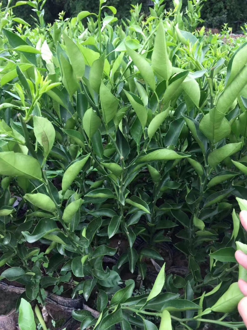 （推荐）长叶香橙媛红。金秋碰柑沃柑春见爱缘