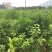 （推荐）长叶香橙媛红。金秋碰柑沃柑春见爱缘