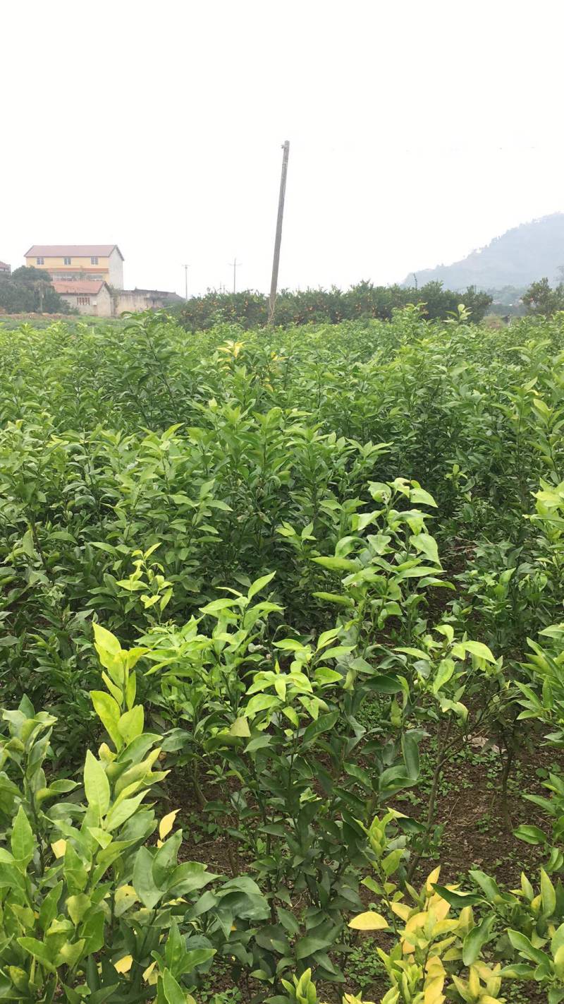 （推荐）长叶香橙媛红。金秋碰柑沃柑春见爱缘
