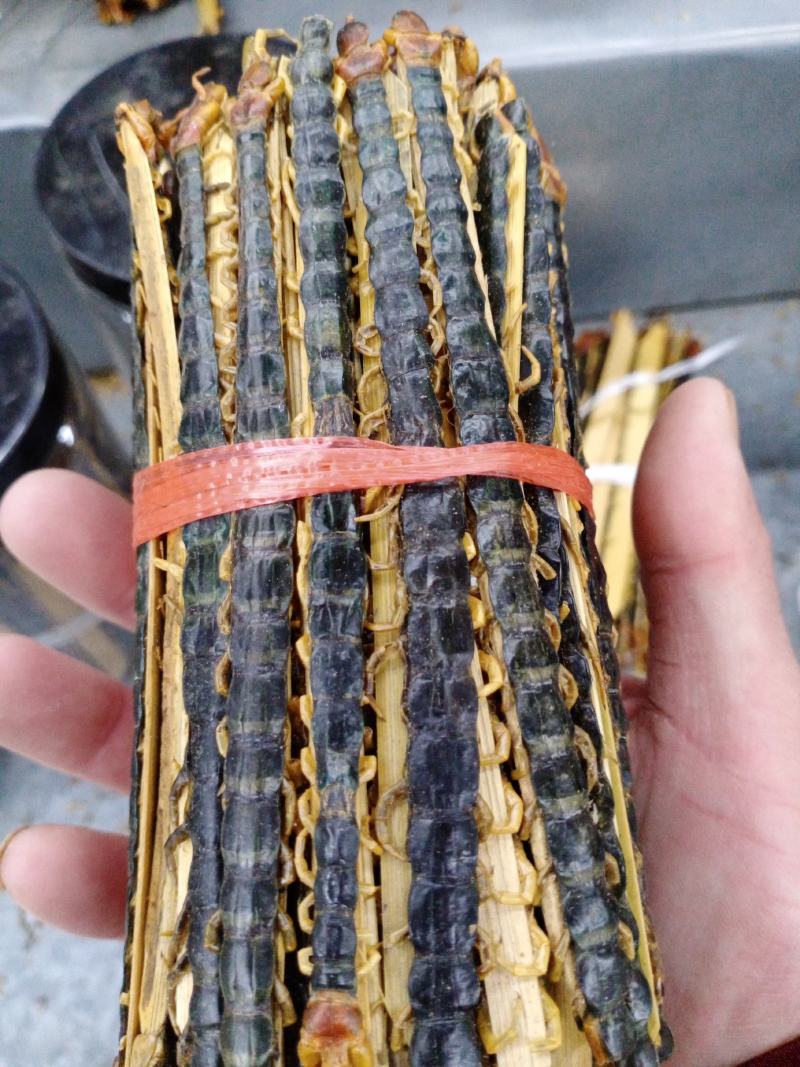 蜈蚣包邮，常年批发供应各种规格昆虫蜈蚣，量大从优