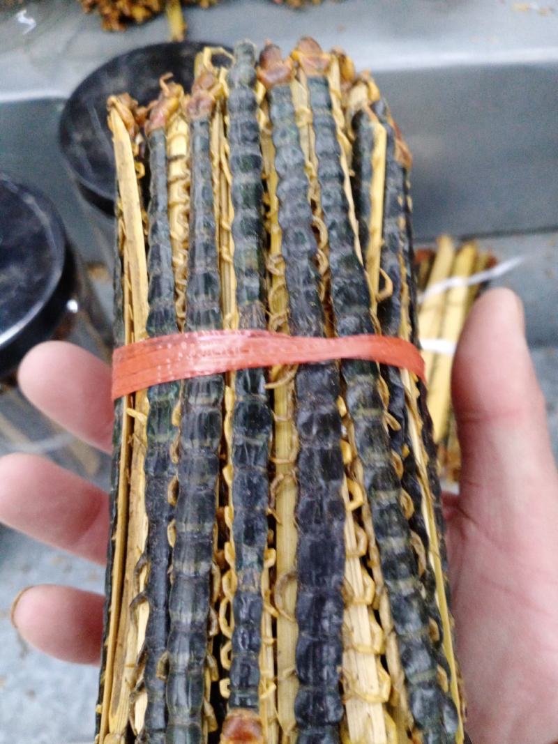 蜈蚣包邮，常年批发供应各种规格昆虫蜈蚣，量大从优