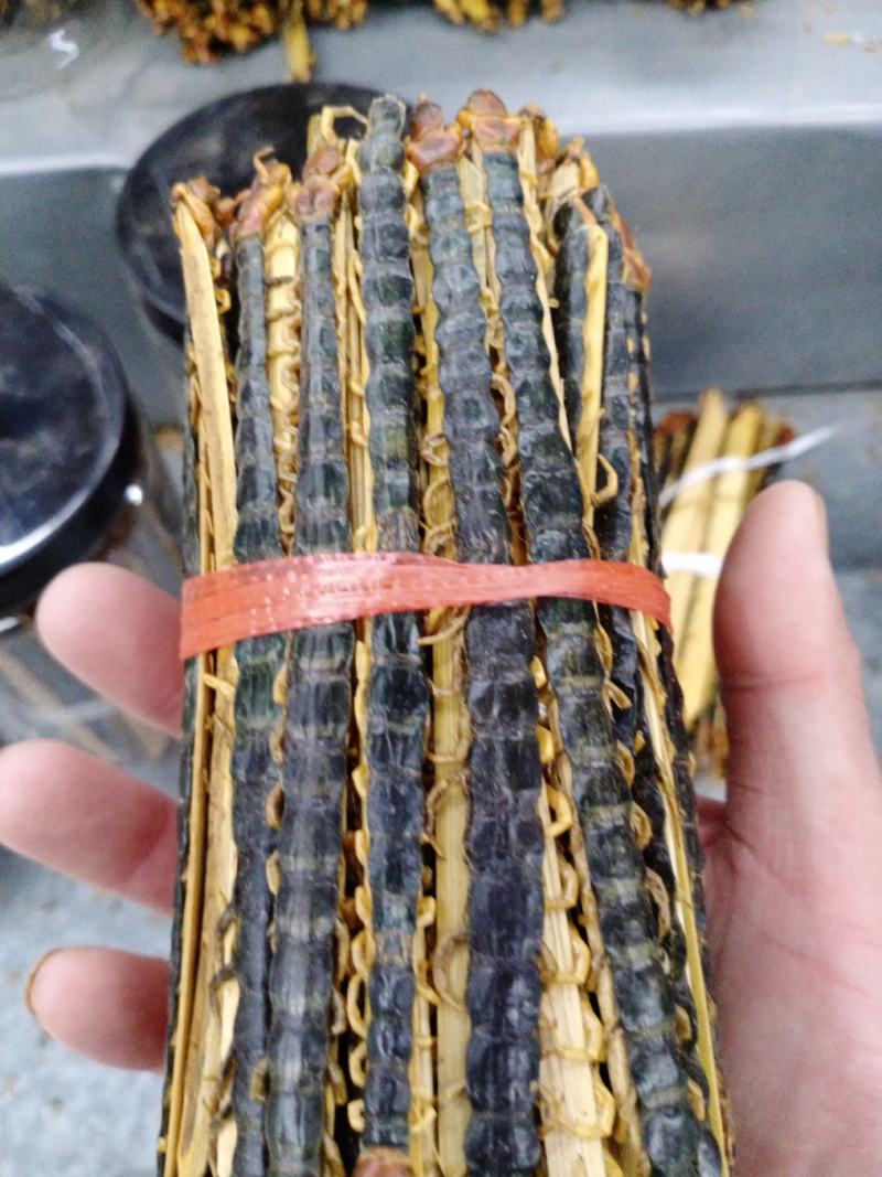 蜈蚣包邮，常年批发供应各种规格昆虫蜈蚣，量大从优