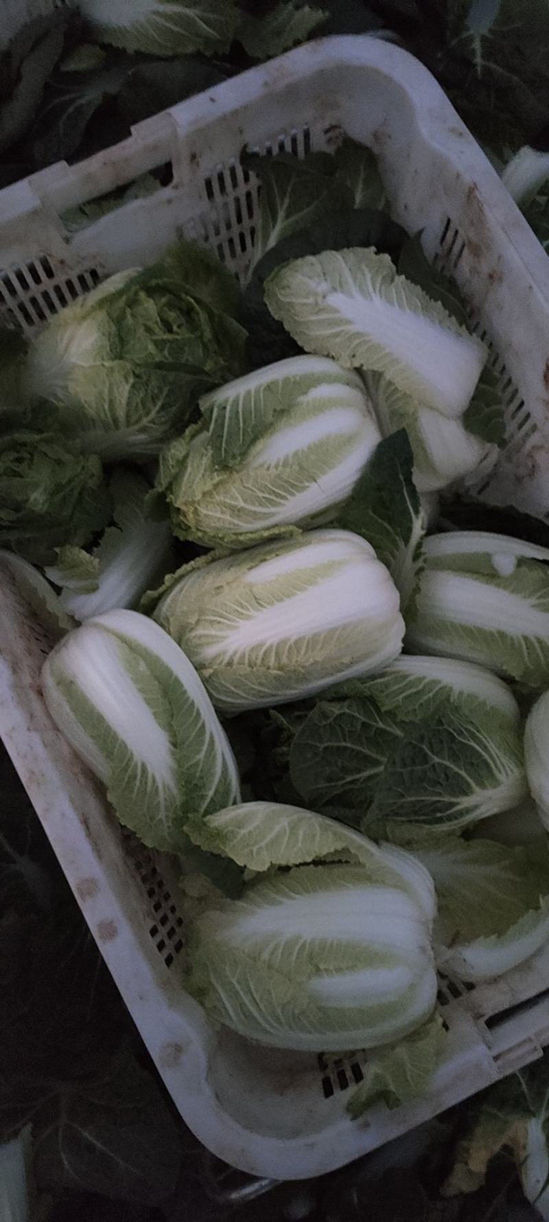 娃娃菜，个头大，颜色黄，价格便宜