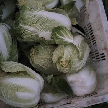 娃娃菜，个头大，颜色黄，价格便宜