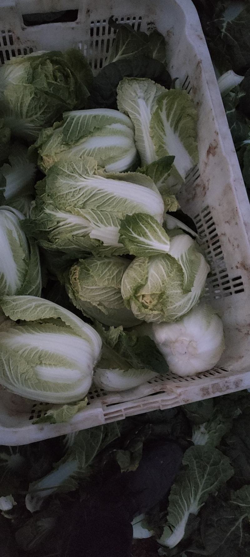 娃娃菜，个头大，颜色黄，价格便宜