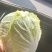 娃娃菜，个头大，颜色黄，价格便宜