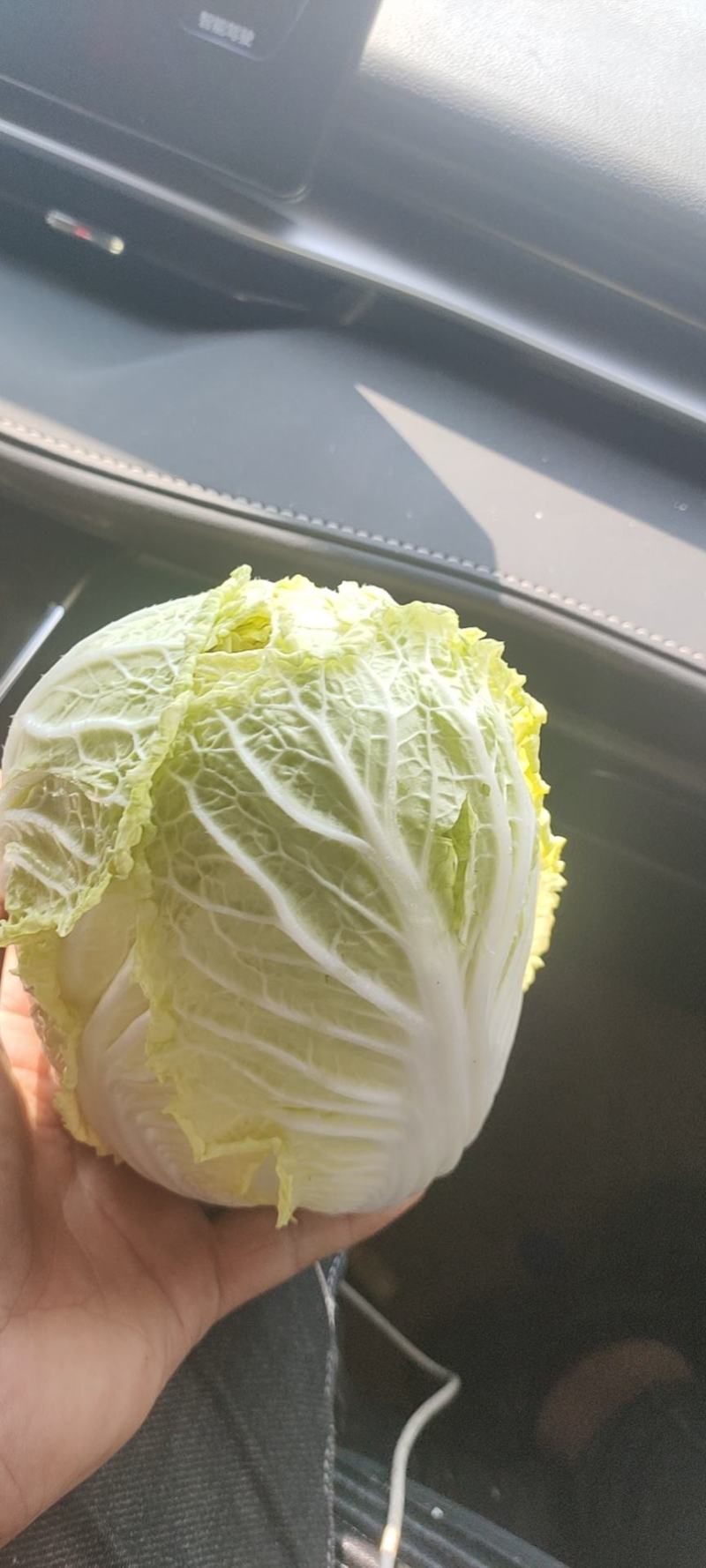 娃娃菜，个头大，颜色黄，价格便宜