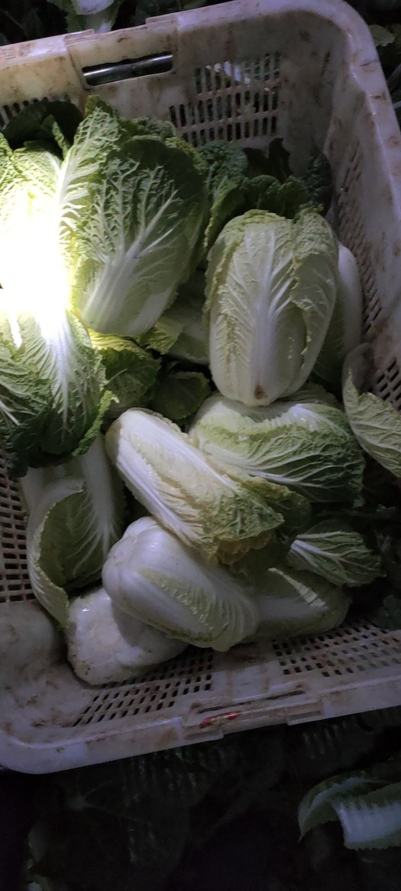 娃娃菜，个头大，颜色黄，价格便宜