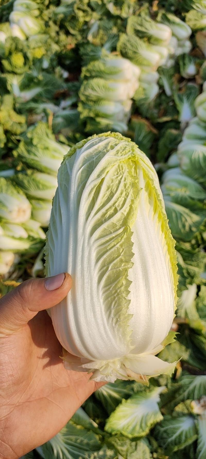 娃娃菜，个头大，颜色黄，价格便宜