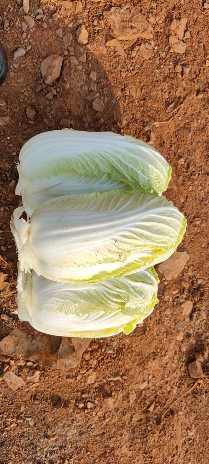 娃娃菜，个头大，颜色黄，价格便宜