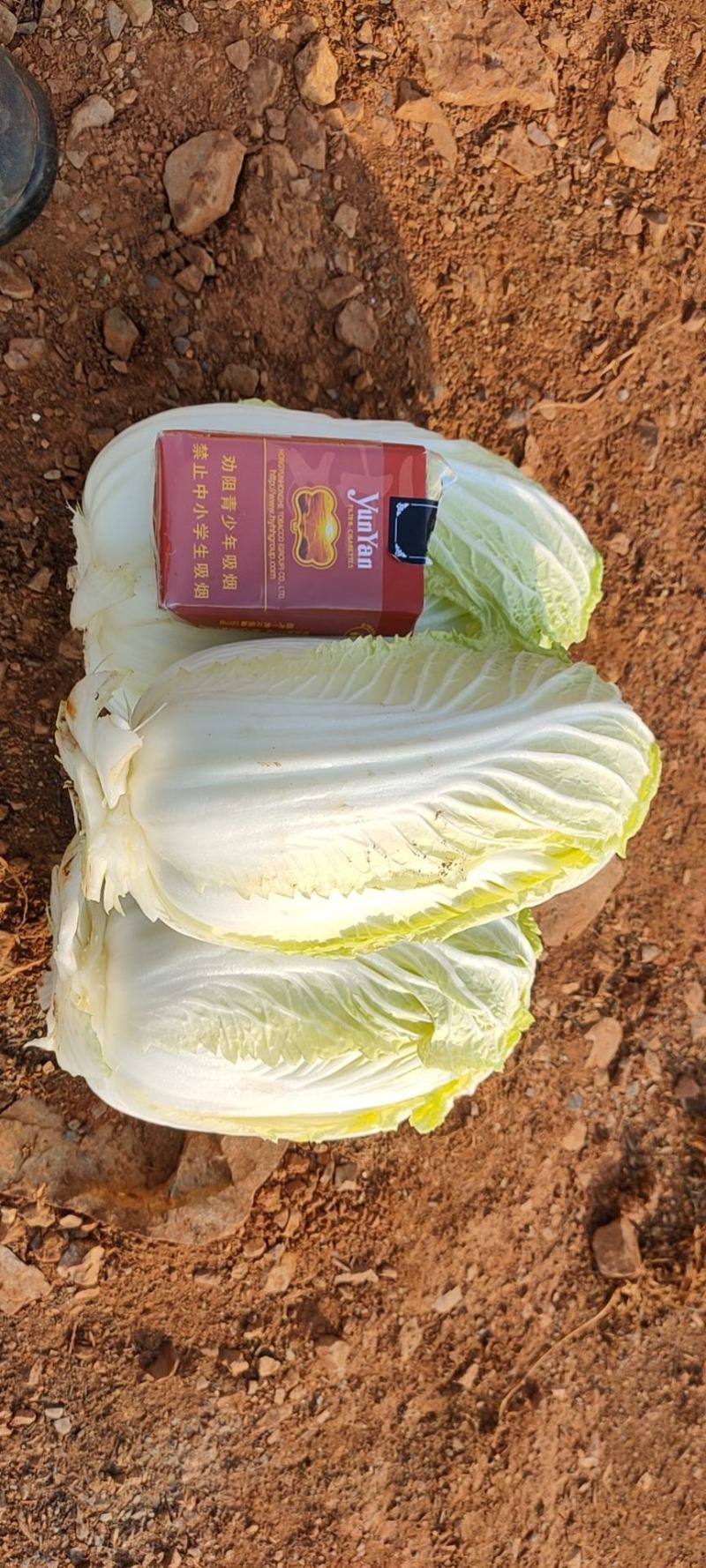 娃娃菜，个头大，颜色黄，价格便宜