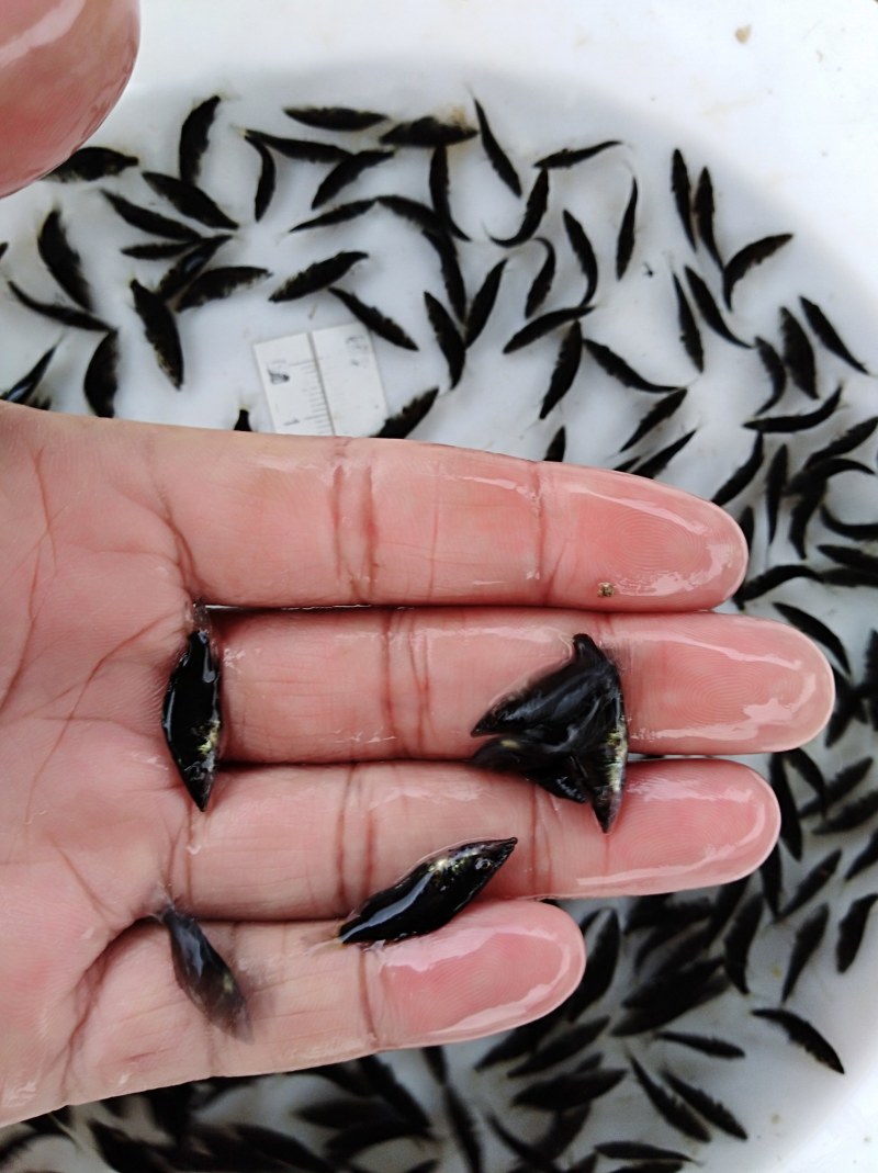 黄鳝鱼苗提供养殖技术包邮包运费量大从优