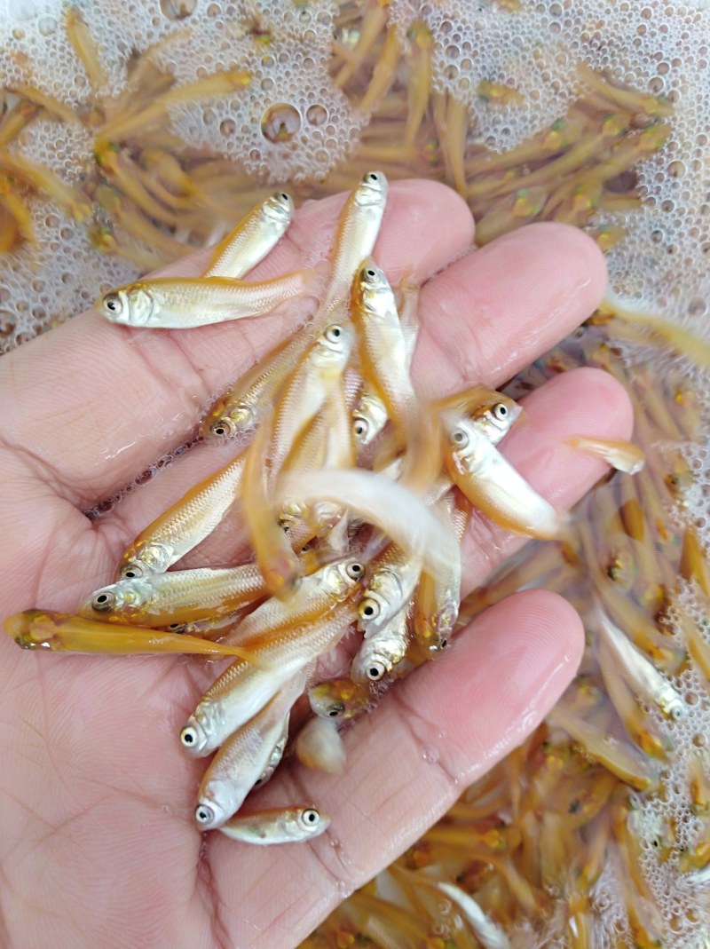 黄鳝鱼苗提供养殖技术包邮包运费量大从优