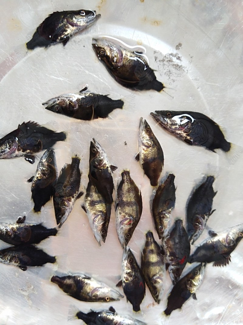 黄鳝鱼苗提供养殖技术包邮包运费量大从优