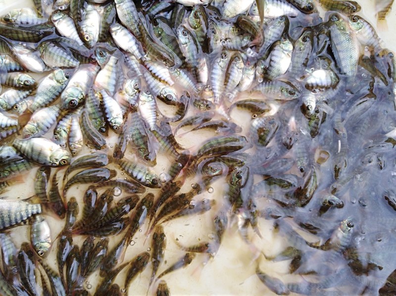黄鳝鱼苗提供养殖技术包邮包运费量大从优