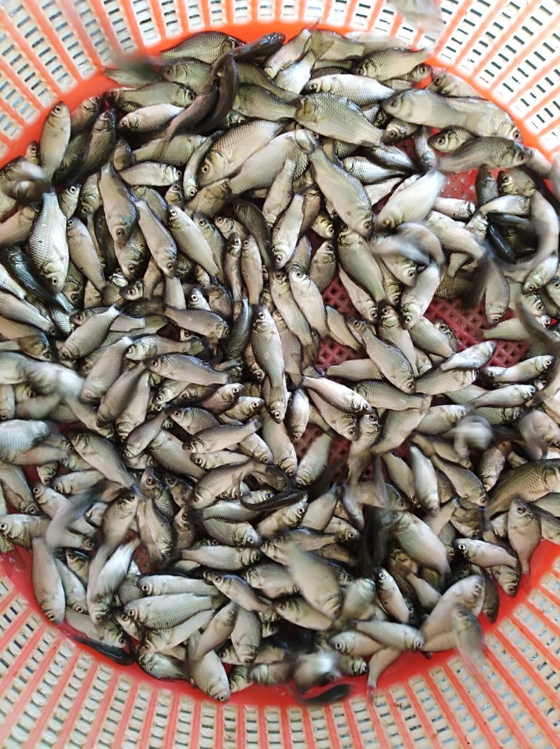 黄鳝鱼苗提供养殖技术包邮包运费量大从优