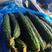 (精品)夏邑黄瓜上市了，价格平稳，质量好！