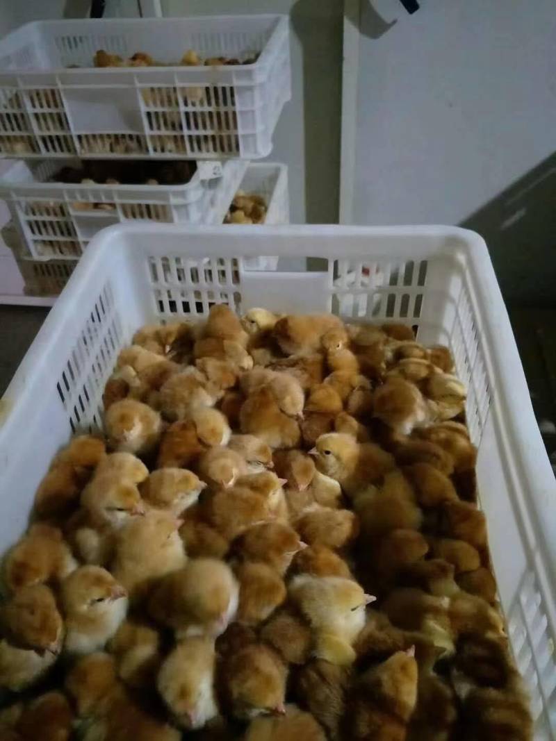 优质红羽380混合鸡苗