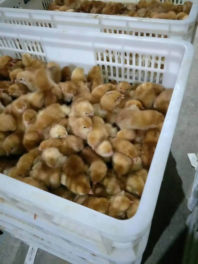 优质红羽380混合鸡苗