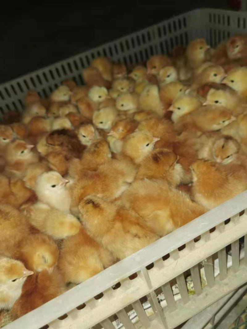 优质红羽380混合鸡苗