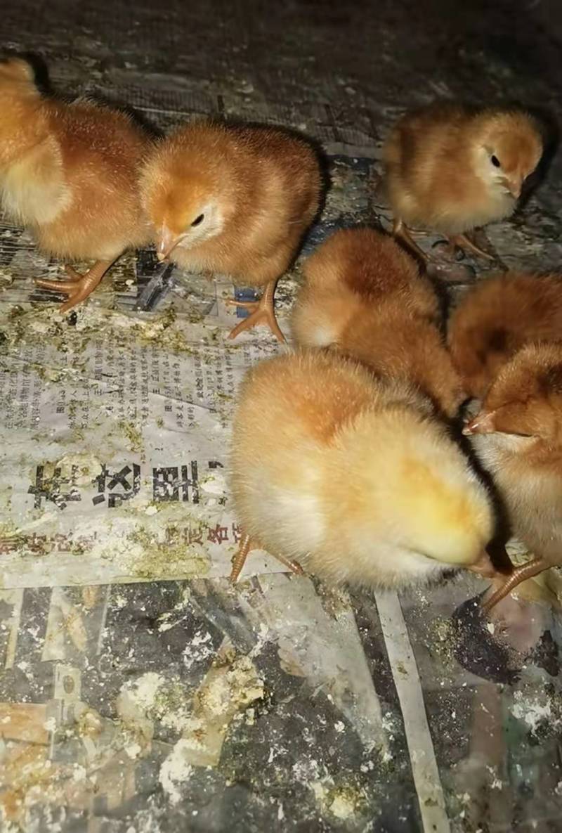 优质红羽380混合鸡苗