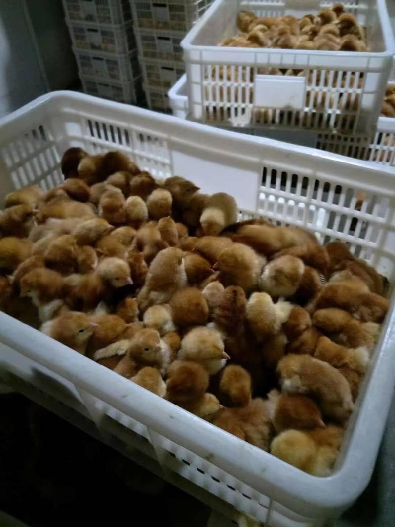 优质红羽380混合鸡苗