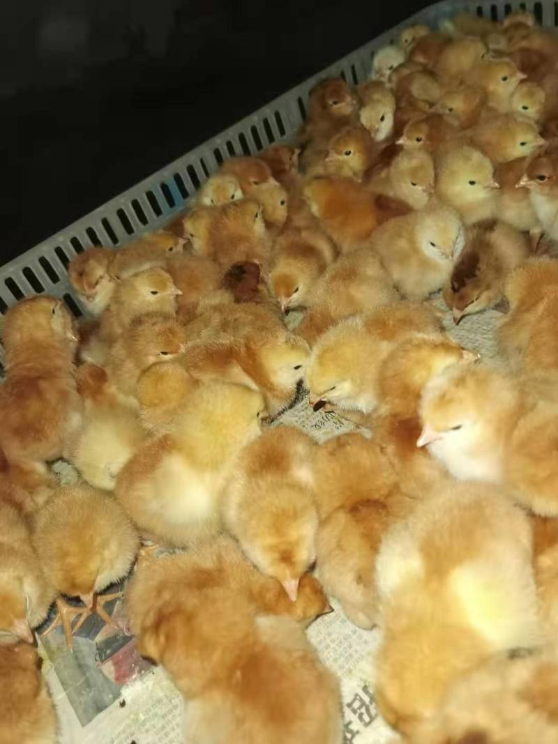 优质红羽380混合鸡苗