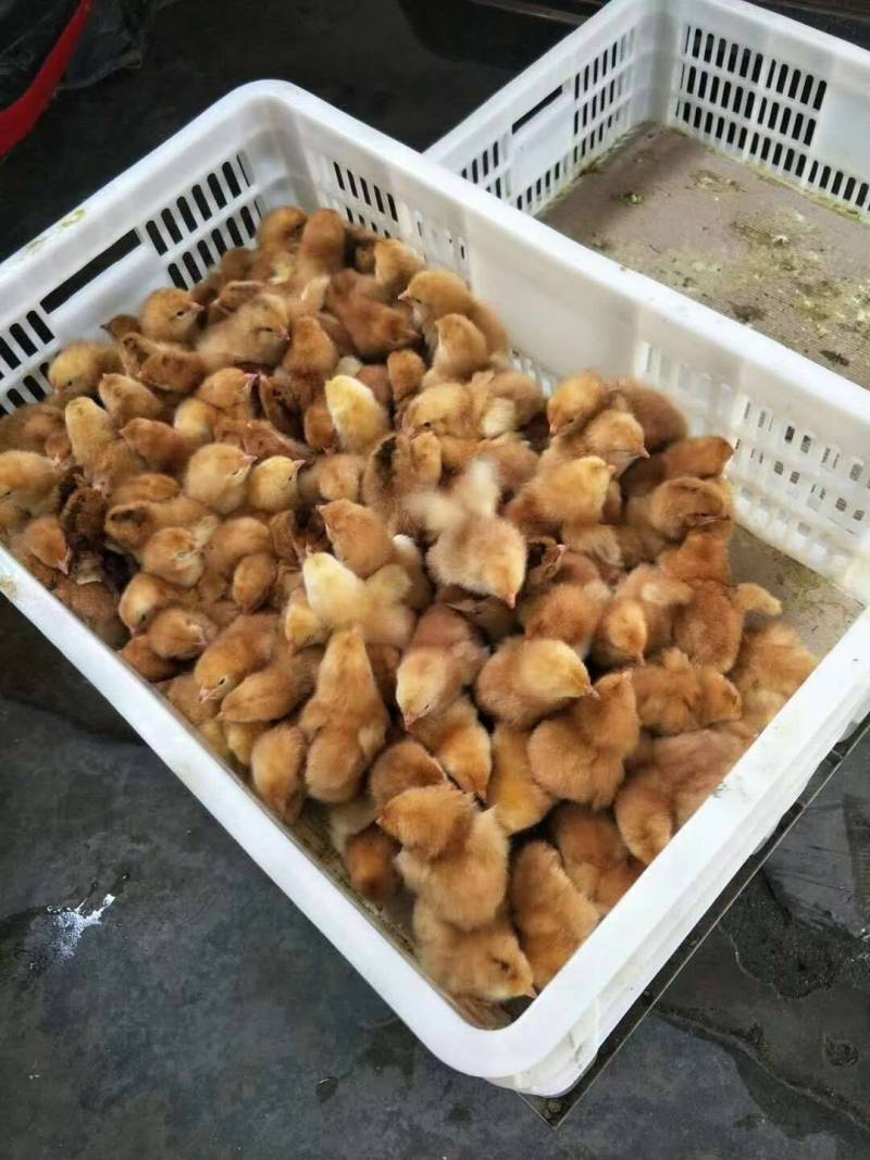 优质红羽380混合鸡苗