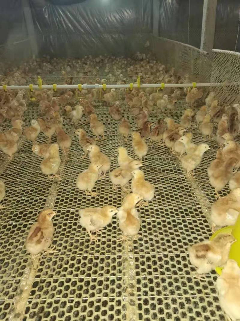 优质红羽380混合鸡苗