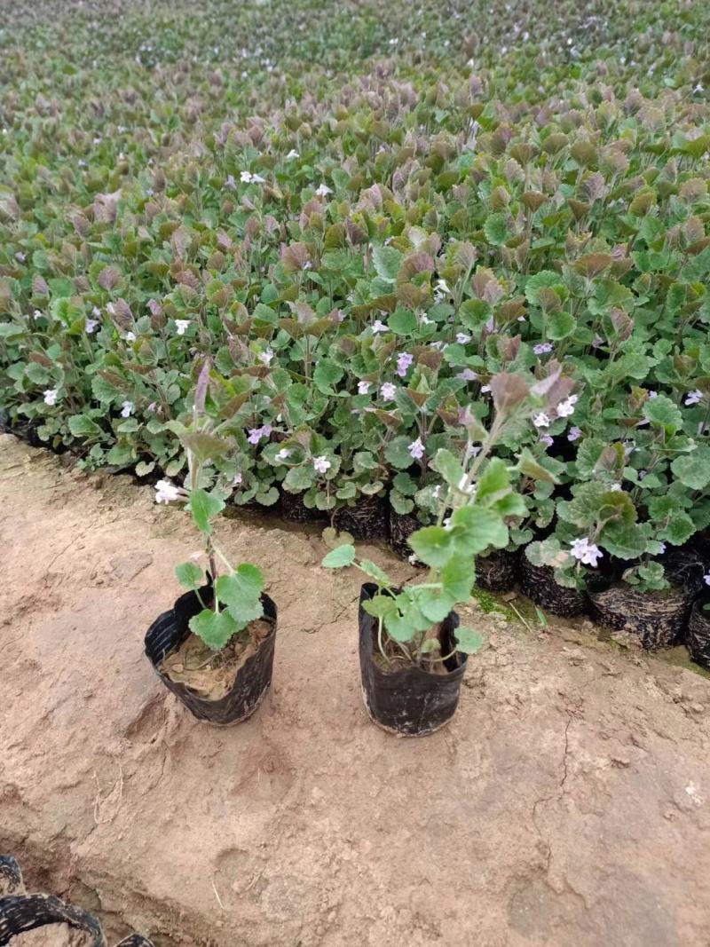 连钱草，基地直销，常年销售各种绿化苗木。